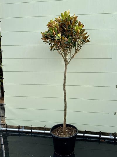 Magnolia Grandiflora Little Gem - Tulpenboom - Winterhard - Pot ⌀ 32cm - Hoogte  ca. 200cm