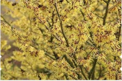Hamamelis Intermedia 'Arnold Promise' - Toverhazelaar 40-60 cm pot winterbloeier