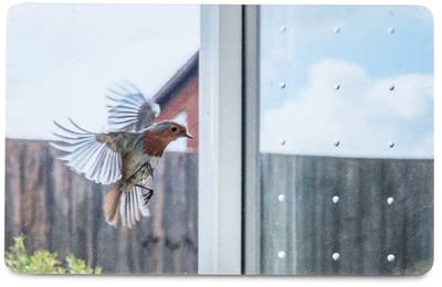 Vogelbeschermingsmarkering SEEN Elements 25m