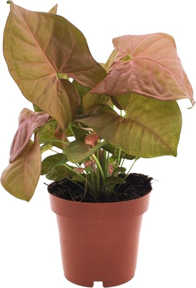 Plantenboetiek.nl | Syngonium Neon - Ø12cm - 25cm hoog - Kamerplant - Groenblijvend