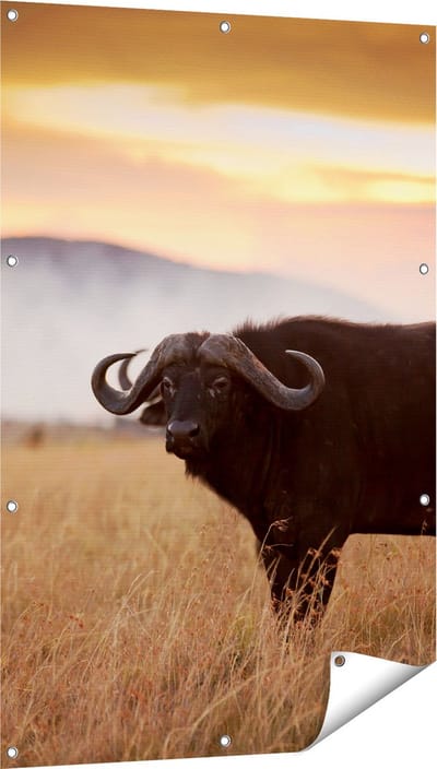 Gards Tuinposter Buffel in het Gras - 80x120 cm - Tuindoek - Tuindecoratie - Wanddecoratie buiten - Tuinschilderij