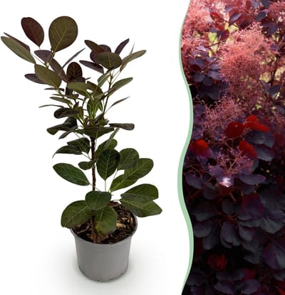 Plantenboetiek.nl | Cotinus coggyria Royal Purple - Paars - Bladverliezend - Weinig Onderhoud - Ø12cm - 25-35cm hoog - Tuinplant