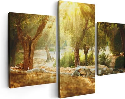 Artaza Canvas Schilderij Drieluik Olijfbomen - Olijfboomgaard  - 90x60 - Foto Op Canvas - Canvas Print