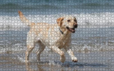 Puzzel Witte Labrador Retriever op het strand | 1000 stukjes | Dierenpuzzel | Hondenpuzzel