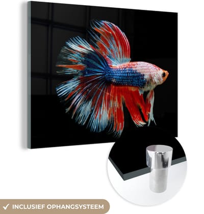 MuchoWow® Glasschilderij 160x120 cm - Schilderij acrylglas - Vis - Zeedier - Staart - Blauw - Foto op glas - Schilderijen