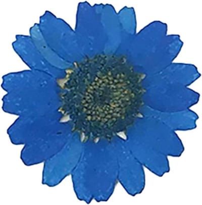 Droogbloemen - Natuurlijke bloemen - Hobby projecten - Echte planten - 36 stuks - Blauw