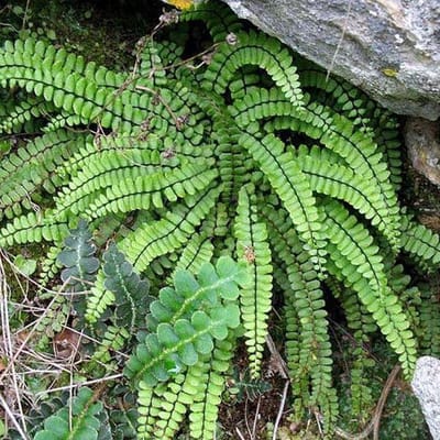 6 x Asplenium Trichomanes - Steenbreekvaren Pot 9x9 cm - Kleine Groene Varen
