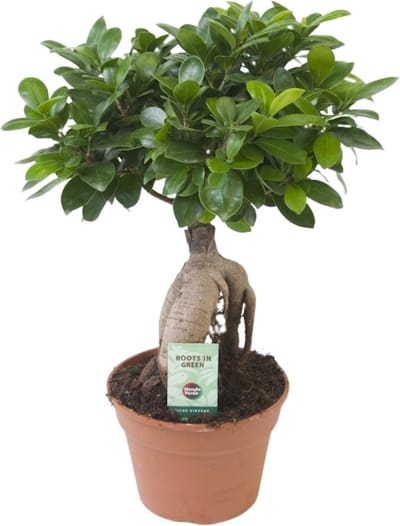 Plantenboetiek.nl | Ficus Ginseng - Ø17cm - 30-40cm hoog - Kamerplant - Groenblijvend