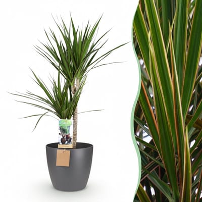 Green boutiQ - Kamerplant - Drakenbloedboom - Dracaena Marginata - Groen - Weinig onderhoud - 1 Plant - met Potter Grijs - Pot 21cm - Hoogte 90 - 100cm
