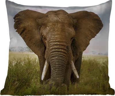 Tuinkussen - Olifant - Natuur - Gras - Dieren - Landschap - 40x40 cm - Weerbestendig