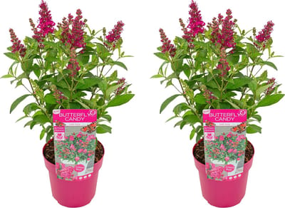 Bloomique - Set van 2 - Buddleja Butterfly Little Ruby - Vlinderstruik - Tuinplanten - Winterhard - Hoogte 30-40 cm - Pot 19 cm