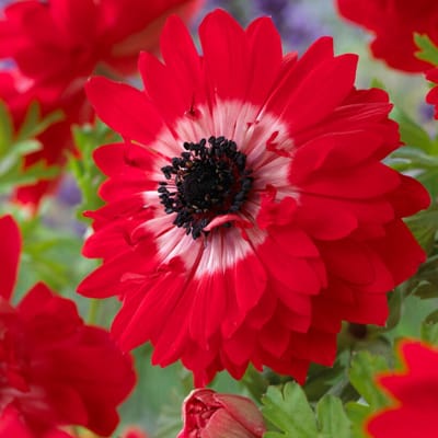 Anemoon (Anemone Coronaria) - The Governor - Bijen-Vlinders - Snijbloemen - Zomerbollen - Voorjaarsbollen - Vaste planten