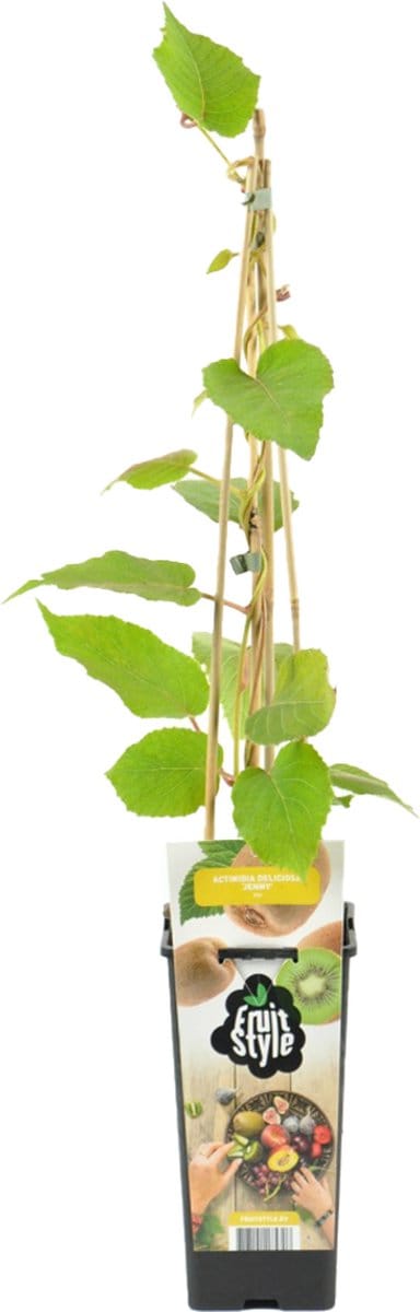 Bloomique - Actinidia Deliciosa Jenny - Kiwi Plant - Fruitplanten - Tuinplanten - Winterhard - Hoogte 50-70 cm - Pot 15 cm