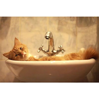 Peinture Diamant 5D DIY Animal Chat Mosaïque Broderie Diamant 20X30CM beige