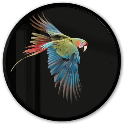 Poster in lijst Rond - Fotolijst 40x40 cm - Posters - Papegaai - Kleurrijk - Vleugels - Sierlijk - Ronde posterlijst zwart - Decoratie - Wanddecoratie woonkamer - Muurdecoratie slaapkamer