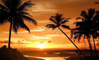 Beach Tropical Sunset Palms Photo Wallcovering