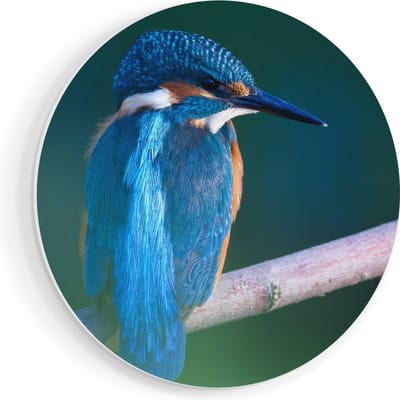 Artaza Forex Muurcirkel Blauwe IJsvogel Op Een Tak - 80x80 cm - Groot - Wandcirkel - Rond Schilderij - Wanddecoratie Cirkel