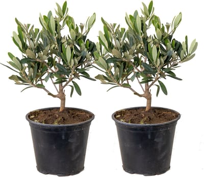Bloomique - Set van 2 - Olea Europaea - Olijfboom - Olijfstruik - Tuinplanten - Winterhard - Hoogte 30-40 cm - Pot 14 cm