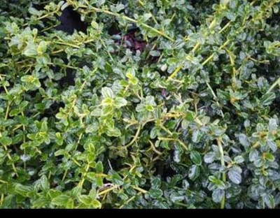 Ceanothus thyrs. 'Repens' - Amerikaanse Sering, Sikkelbloem, Kruipsering 40- 50 cm in pot