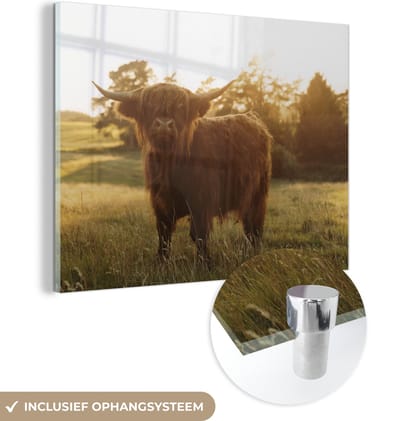 MuchoWow® Glasschilderij 160x120 cm - Schilderij acrylglas - Schotse hooglander - Gras - Zon - Foto op glas - Schilderijen
