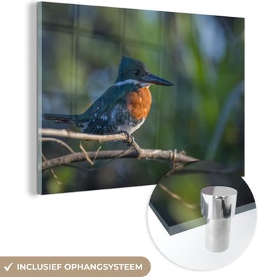 ® Glasschilderij 180x120 cm - Schilderij acrylglas - Een oranje met blauw gekleurde kookaburra - Foto op glas - Muurdecoratie woonkamer - Wanddecoratie slaapkamer - Schilderijen