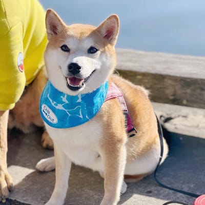 Famanu - Koelende nekwraps voor honden, ijshond bandana's, hond koeling hond bandana, chill out blauwe halsband halsband halsband kat halsband, nek koeler, nek koeling