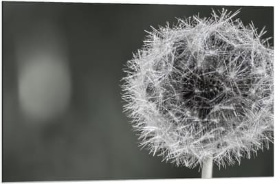 Dibond - Paardenbloem in zwart/wit - 90x60cm Foto op Aluminium (Wanddecoratie van metaal)