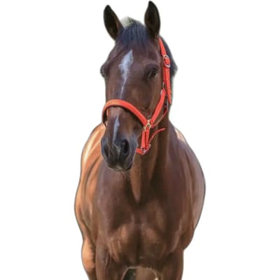 Halster voor paarden Norton Fluo