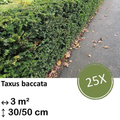 Green Harmony| Taxus baccata - 30-50cm - kale wortel