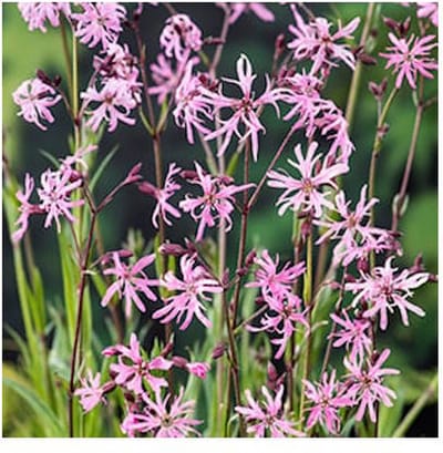 Moerings Lychnis Flos-Cuculi | Echte Koekoeksbloem | In 18CM Mand Kant en Klaar