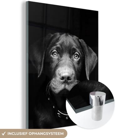 MuchoWow® Glasschilderij 120x160 cm - Schilderij acrylglas - Hond - Licht - Zwart - Foto op glas - Schilderijen