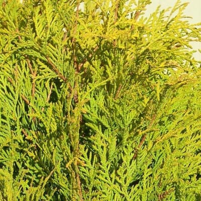 Thuja Occidentalis 'Golden Globe' - Levensboom 25-30 cm pot