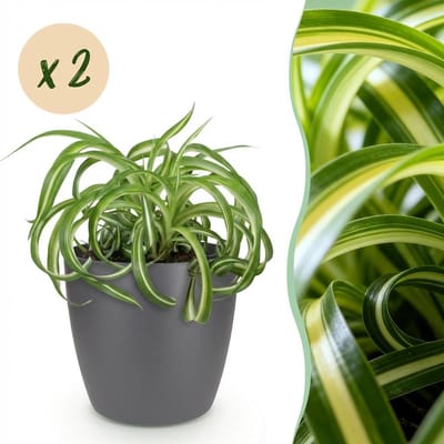 Plantenboetiek.nl | Chlorophytum comosum Bonnie - Krullende Graslelie - Huisdiervriendelijke Plant - Groen - 2 Planten - met Potter Grijs - Ø12cm - 20cm hoog - Kamerplant - Arrangement - Plant met pot