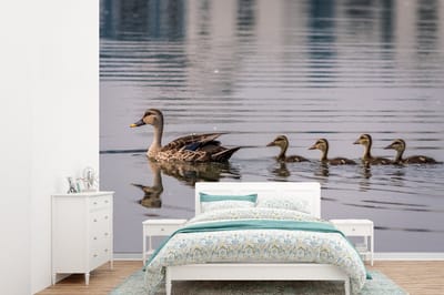 Behang - Fotobehang Eend - Water - Vogel - Bruin - Breedte 385 cm x hoogte 280 cm