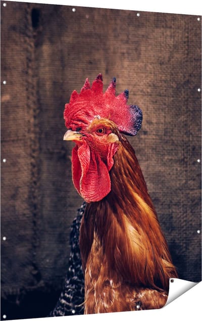 Gards Tuinposter Haan van Dichtbij - 120x160 cm - Tuindoek - Tuindecoratie - Wanddecoratie buiten - Tuinschilderij