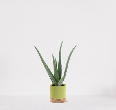 Aloë Vera in sierpot Emma wood lime green – vetplant – eenvoudig te onderhouden - 35-45cm - Ø13 – geleverd met plantenpot – vers uit de kwekerij