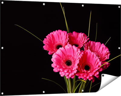 Gards Tuinposter Roze Gerbera Bloemen - 120x80 cm - Tuindoek - Tuindecoratie - Wanddecoratie buiten - Tuinschilderij
