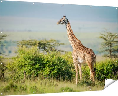 Gards Tuinposter Giraffe in het Wild tussen de Struiken - 180x120 cm - Tuindoek - Tuindecoratie - Wanddecoratie buiten - Tuinschilderij