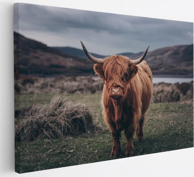 Saammp Canvas Schilderij - Schotse Hooglander Koe in de wei - Schotland - Dieren - Portret - 30x20 - Foto op canvas - Wanddecoratie - muurdecoratie Woonkamer - Slaapkamer decoratie - Canvas Print