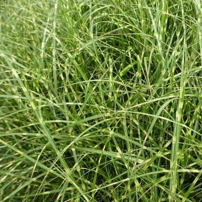 6x Prachtriet - Miscanthus sinensis 'Little Zebra' - Pot 9x9cm