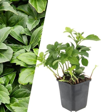 Bodembedekker planten - Winterharde vaste planten - Tuin opvullen - Gezonde planten verzonden - 60 stuks - Groen