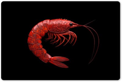 Placemats 45x30 cm - Placemat kunststof - 1 stuk - Garnaal - Rood - Dieren - Borden onderleggers - Decoratie voor op tafel - Keuken tafeldecoratie accessoires - Vinyl onderlegger - Tafelversiering
