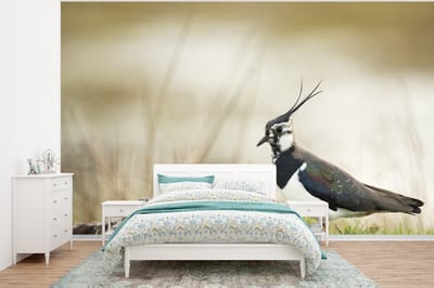 Behang - Fotobehang Vogel - Gras - Dieren - Natuur - Kievit - Breedte 375 cm x hoogte 280 cm