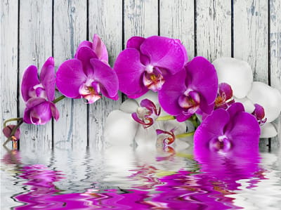Fotobehang - Violet orchids with water reflexion.