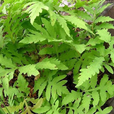 6 x Onoclea Sensibilis - Bolletjesvaren pot 9x9cm - Schaduwminnend, vochtige bodem nodig
