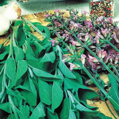 Sluis Garden - Salie Fanni Biologisch (Salvia officinalis)