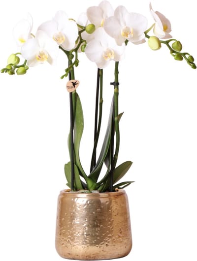 Kolibri Orchids | witte Phalaenopsis orchidee – Amabilis + Luxury sierpot gold – potmaat Ø9cm – 40cm hoog | bloeiende kamerplant in bloempot - vers van de kweker