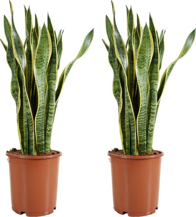 Bloomique - Set van 2 - Sansevieria Laurentii - Vrouwentong - Kamerplanten - Luchtzuiverend - Zeer Gemakkelijk te Verzorgen - Hoogte 70-90 cm - Pot 21 cm