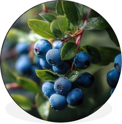 WallCircle - Wandcirkel - Muurcirkel - Blauwe bessen - Dauwdruppels - Natuurlijk licht - Aluminium - Dibond - 30x30 cm - Binnen en Buiten