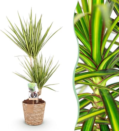 Green BoutiQ - Kamerplanten - Dracaena Sunray - Drakenbloedboom - Weinig onderhoud - met mand - Groen - 1 Plant - Pot 17cm - Hoogte 70-75cm